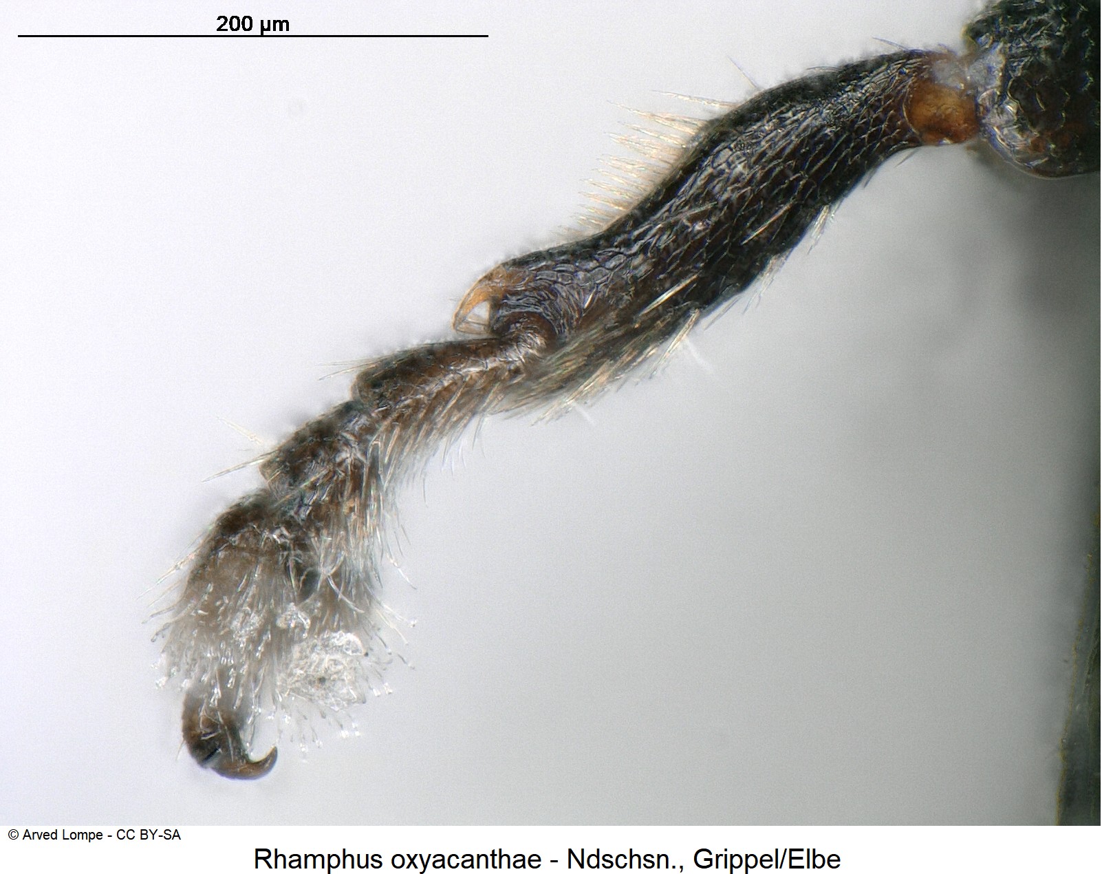 rhamphus_oxyacanthae_ck15497_mschn.jpg