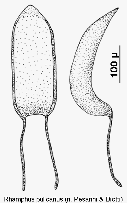 rhamphus_pulicarius1.gif
