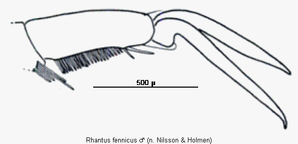 rhantus_fennicus_vtr.gif