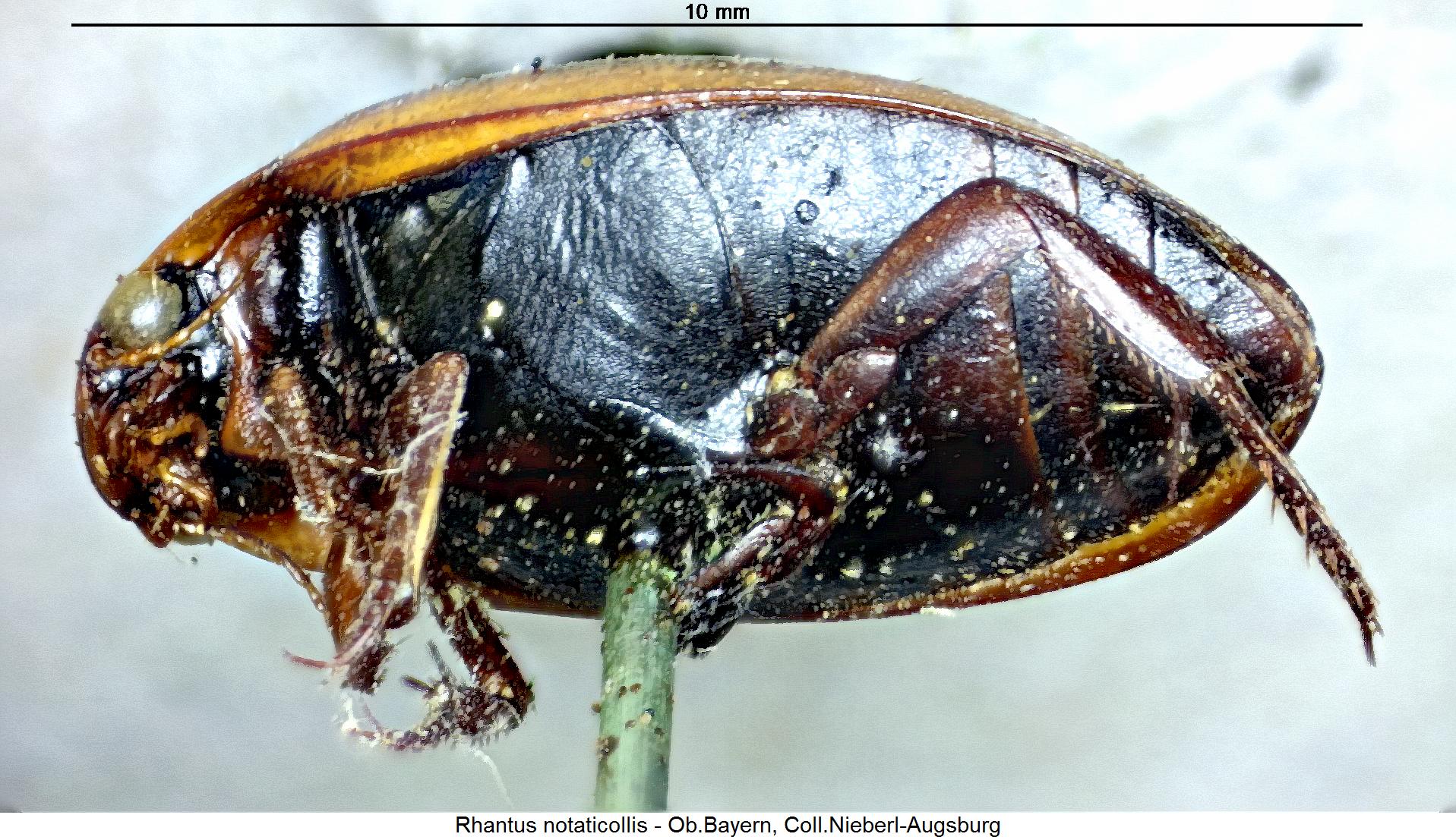 rhantus_notaticollis_us.jpg