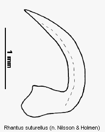 rhantus_suturellus.gif