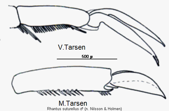 rhantus_suturellus_vtr.gif