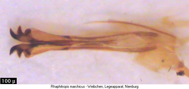 rhaphitropis_marchicus_legeapp.jpg