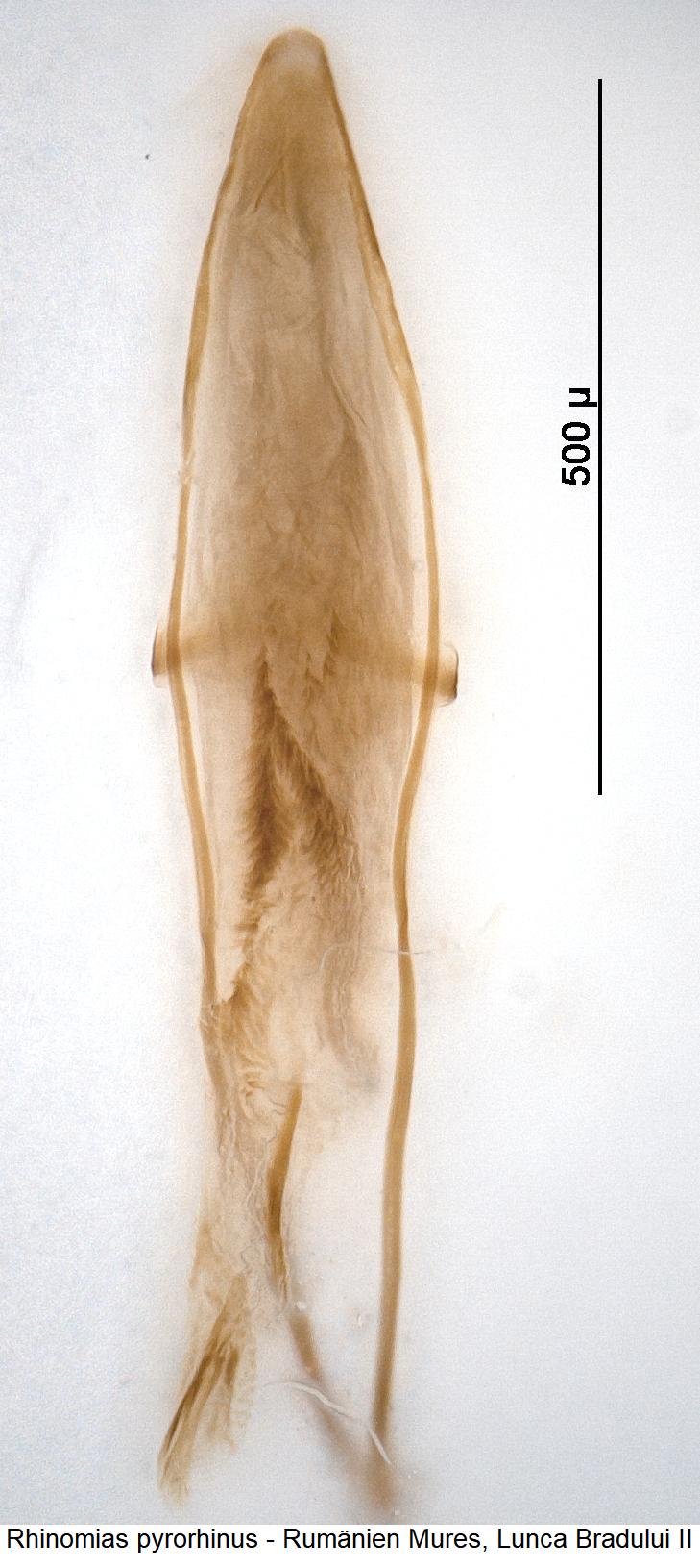 rhinomias_pyrorhinus.jpg
