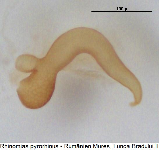 rhinomias_pyrorhinus_sperm.jpg