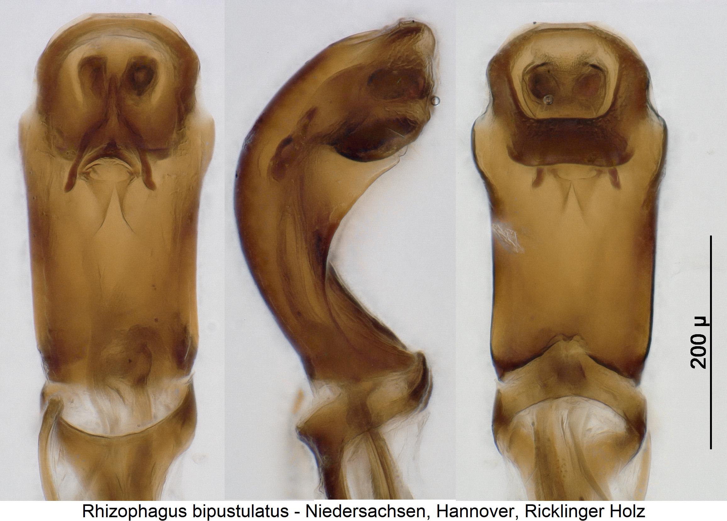 rhizophagus_bipustulatus4.jpg