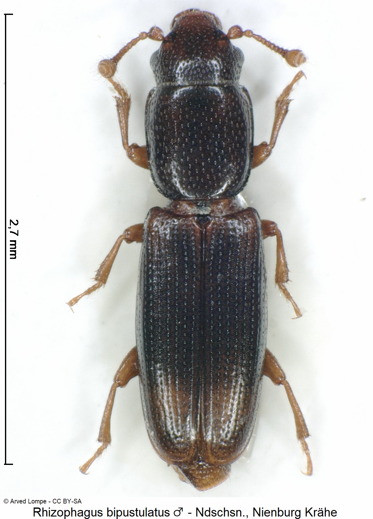 rhizophagus_bipustulatus_m_ck20351_hab.jpg