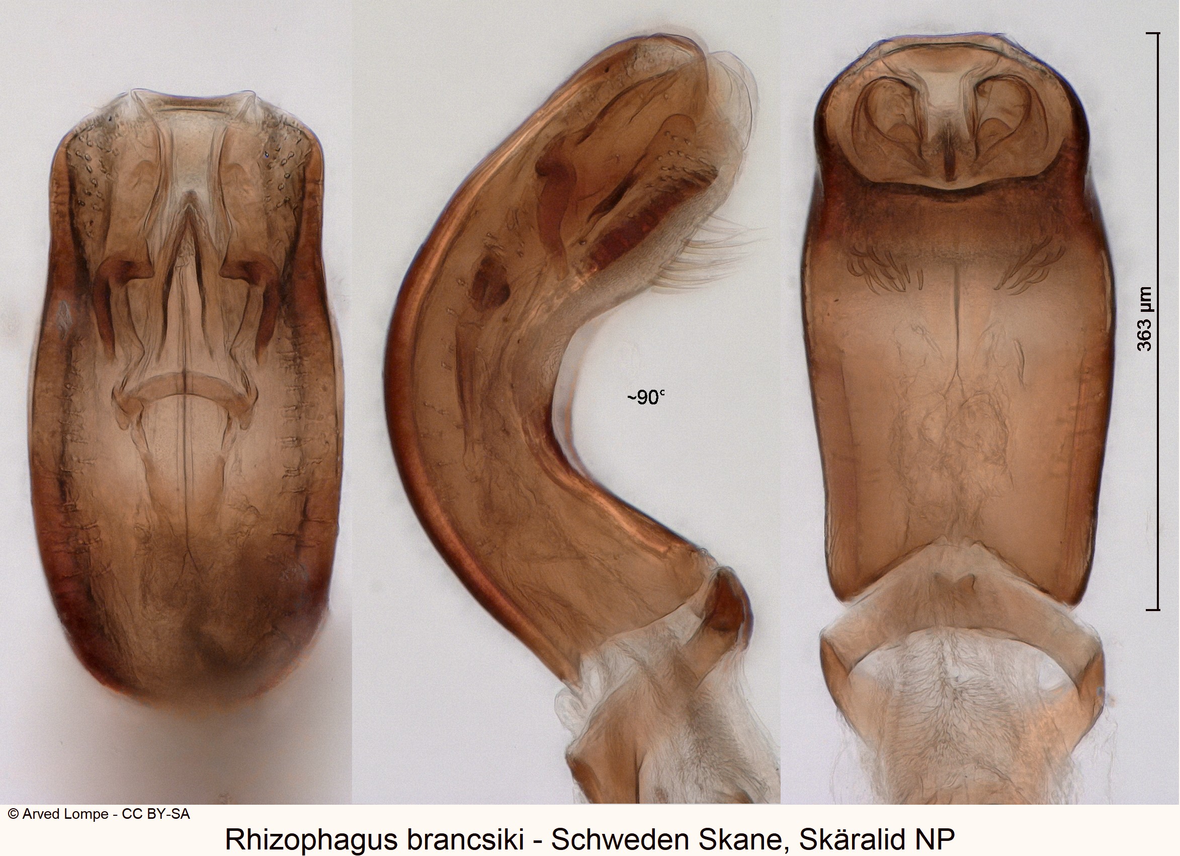 rhizophagus_brancsiki_ck37162253.jpg