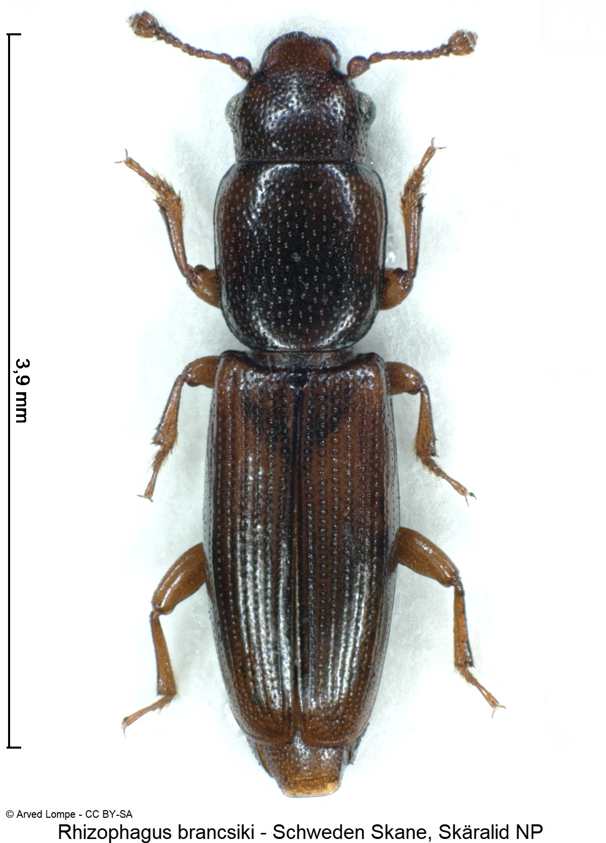 rhizophagus_brancsiki_ck37162253_hab.jpg