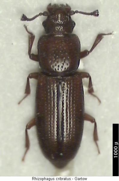 rhizophagus_cribratus_hab.jpg