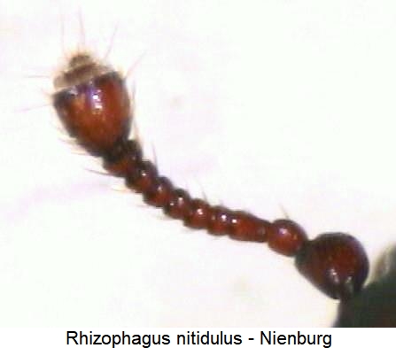 rhizophagus_nitidulus_f.jpg