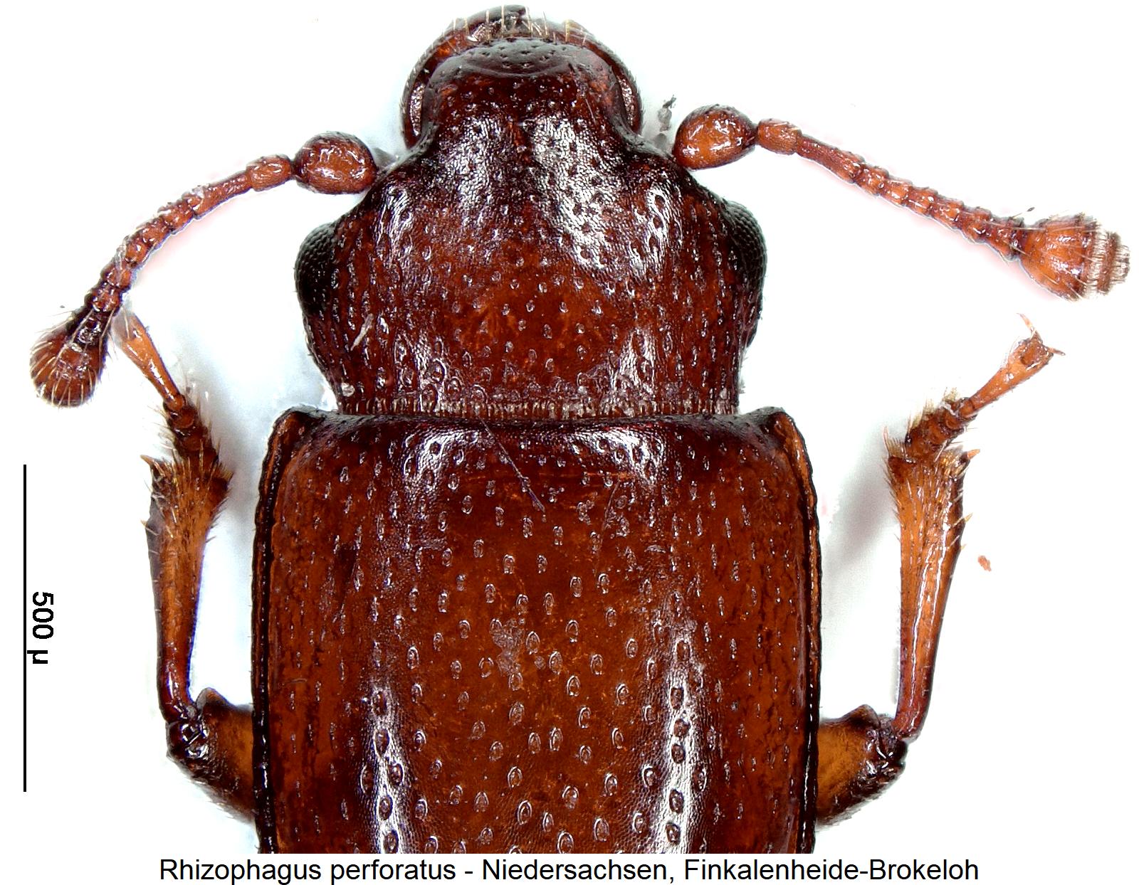 rhizophagus_perforatus_vk1.jpg