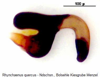rhynchaenus_quercus_sperm.jpg