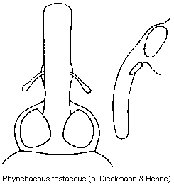 rhynchaenus_testaceus_k.gif