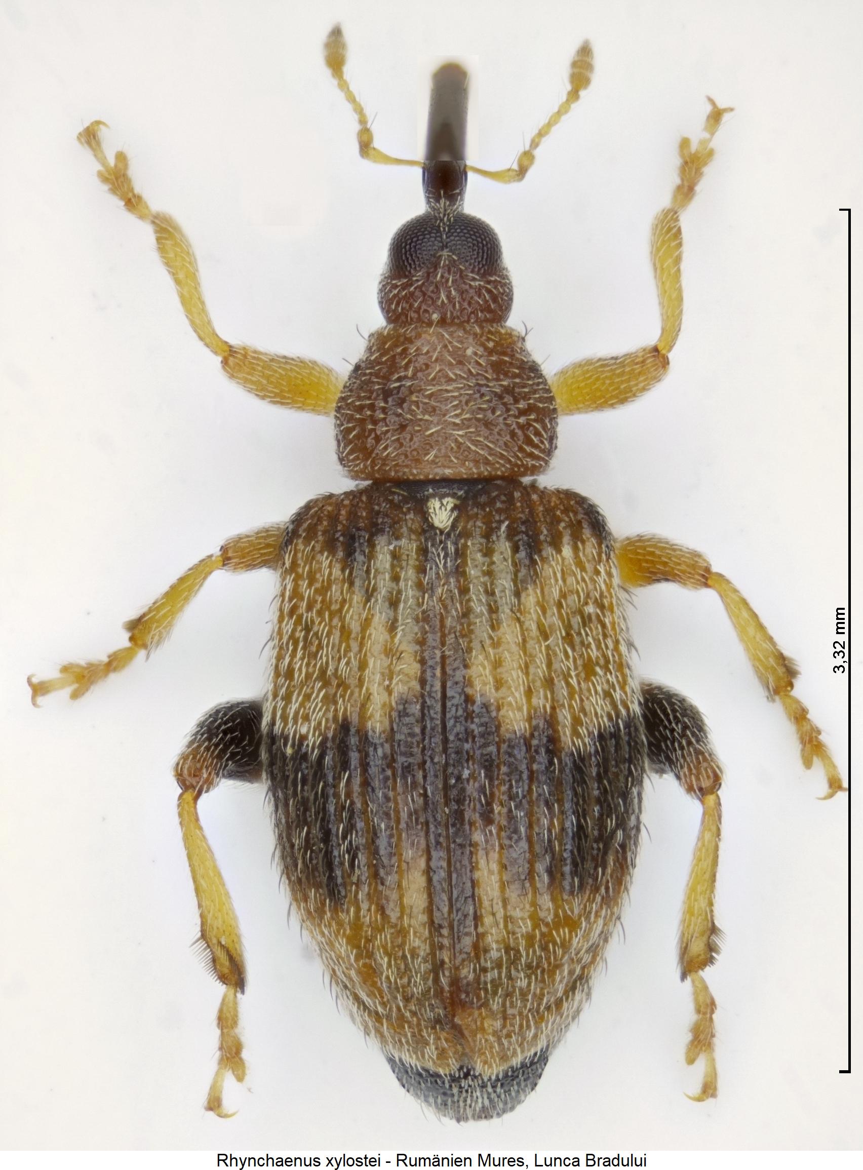 rhynchaenus_xylostei_hab.jpg