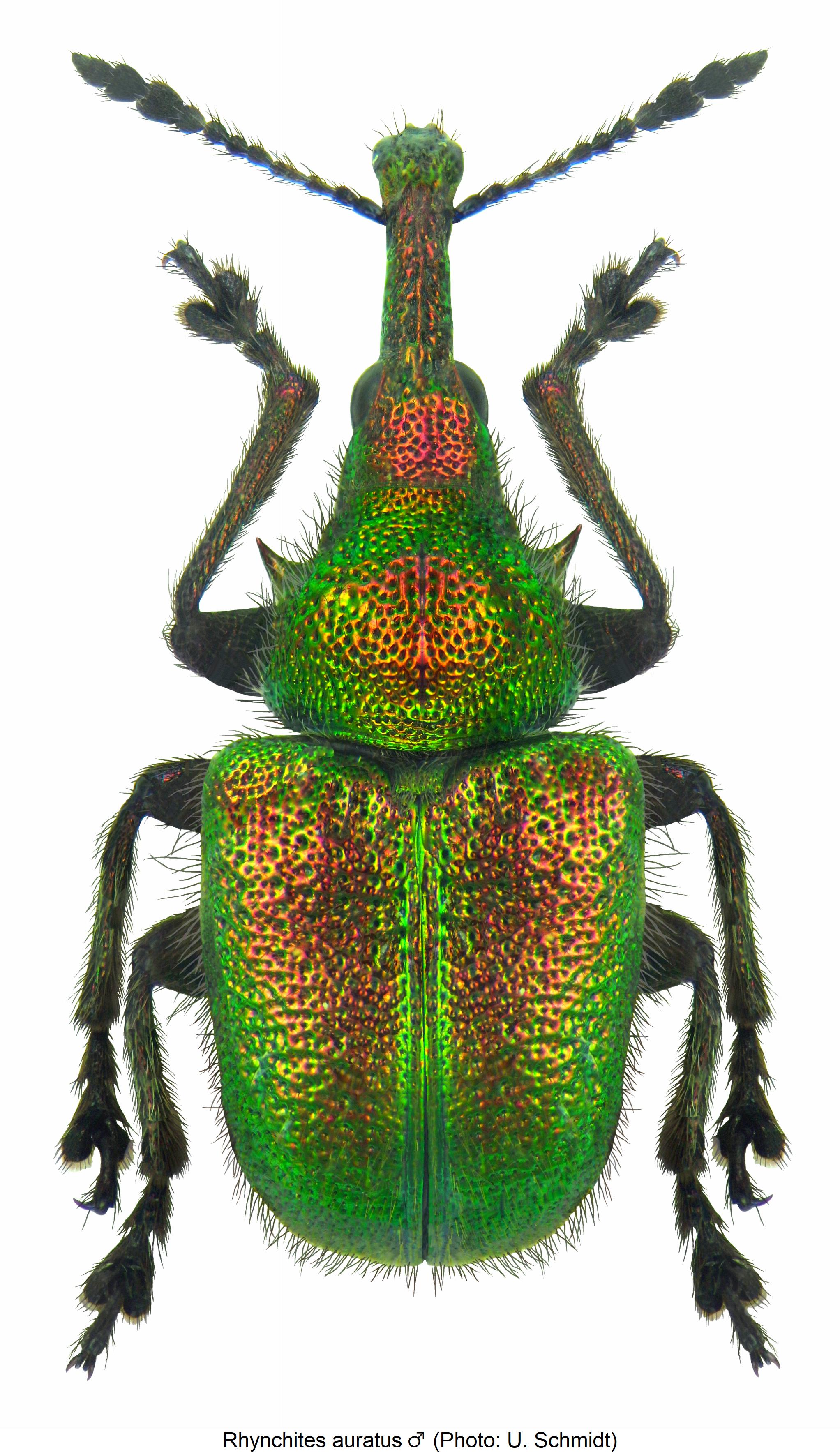 rhynchites_auratus_hab.jpg