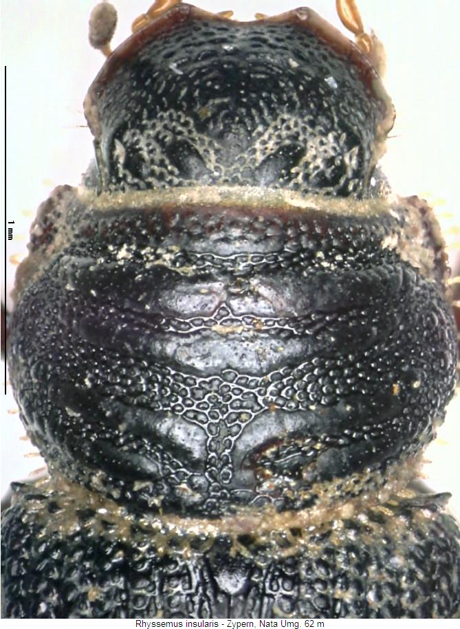 rhyssemus_insularis_vk.jpg