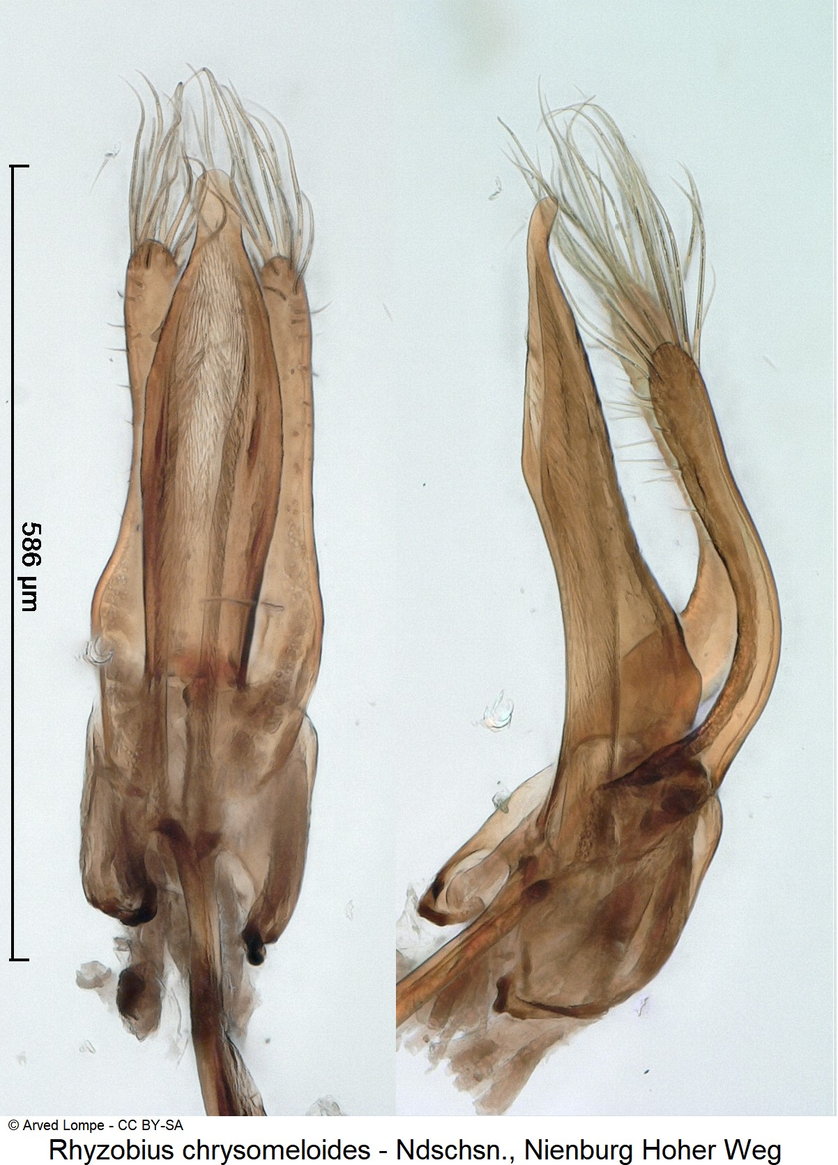 rhyzobius_chrysomeloides_ck8953_pm.jpg