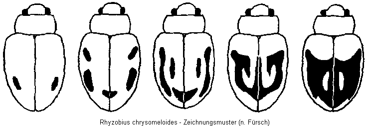rhyzobius_chrysomeloides_hab.gif