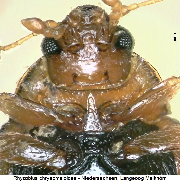 rhyzobius_chrysomeloides_us.jpg