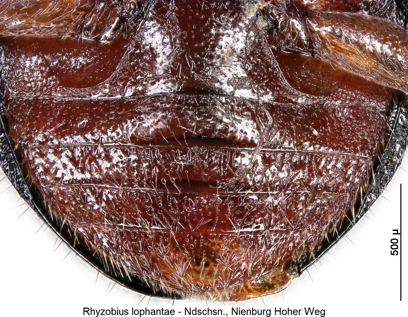 rhyzobius_lophantae_abd.jpg