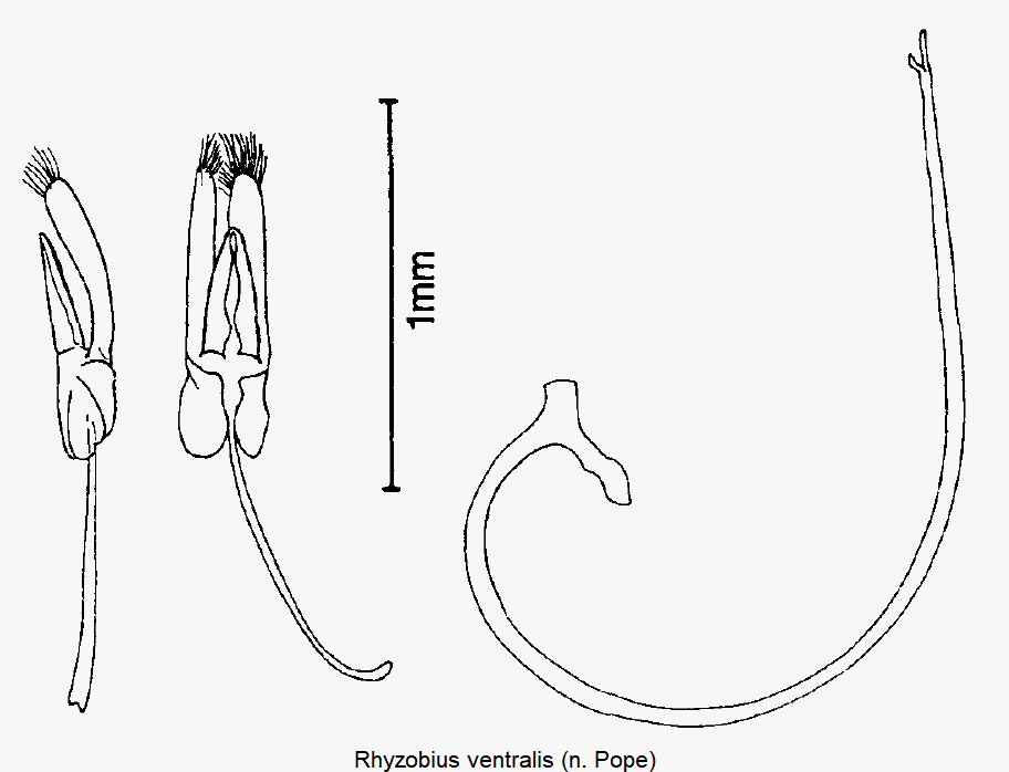 rhyzobius_ventralis.gif