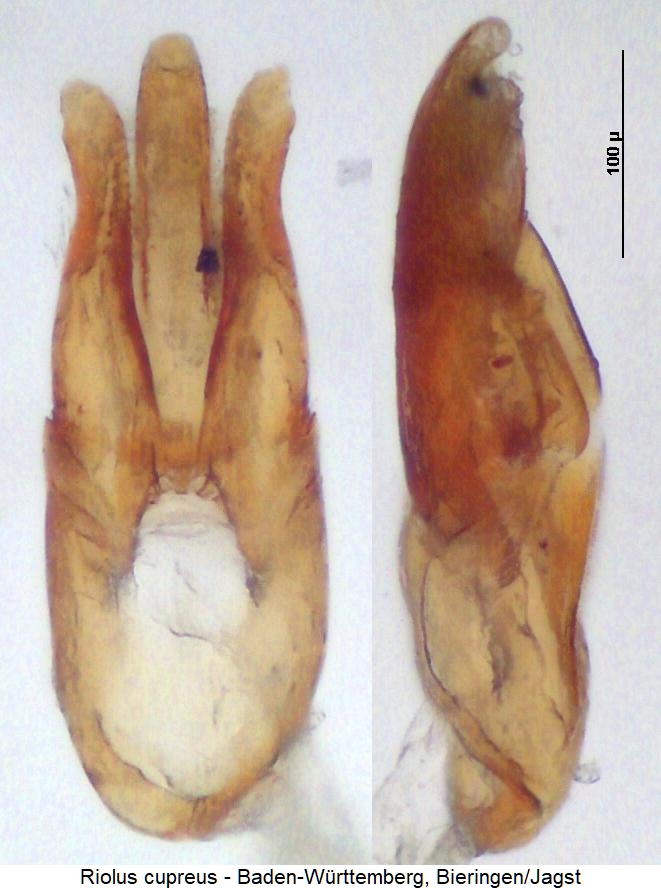 riolus_cupreus.jpg
