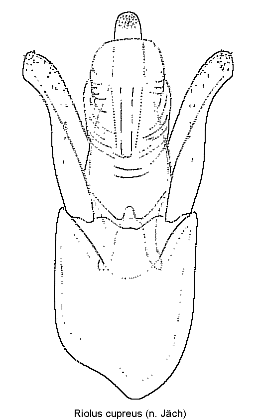 riolus_cupreus1.gif