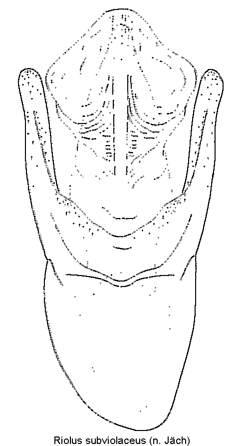 riolus_subviolaceus1.gif