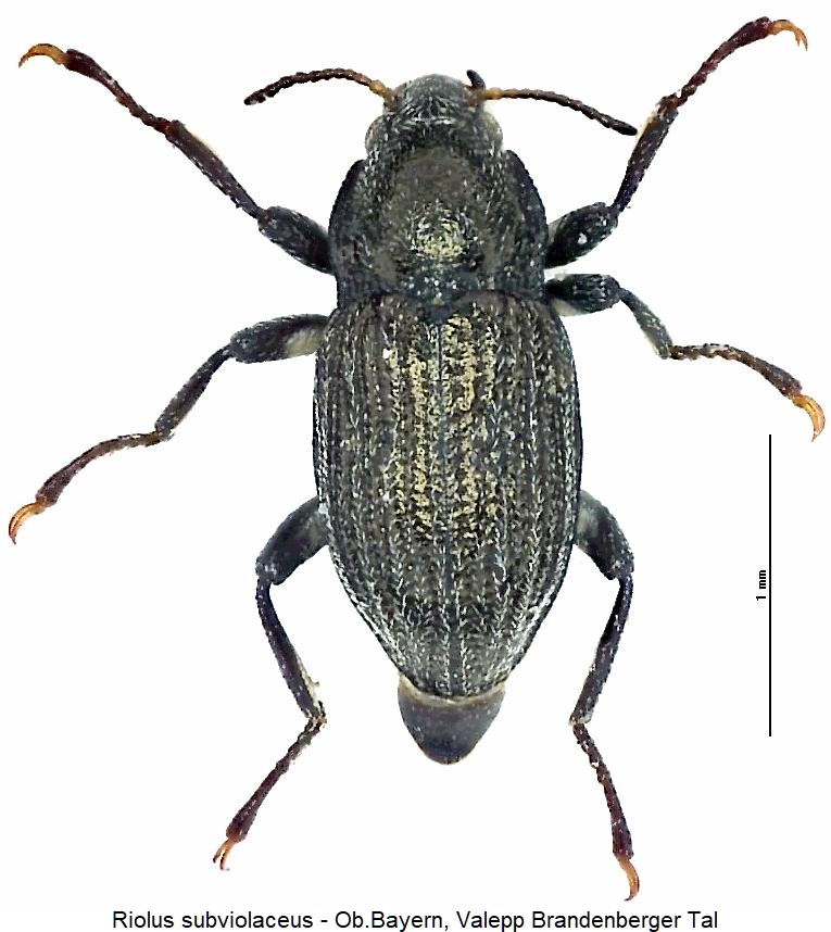 riolus_subviolaceus_hab.jpg