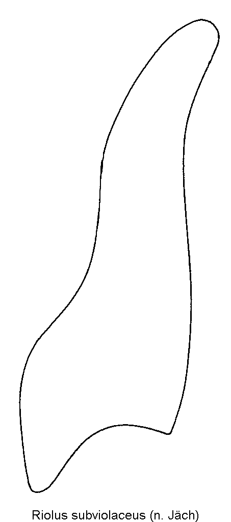 riolus_subviolaceus_pm.gif