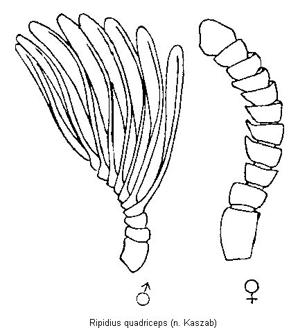ripidius_quadriceps_f.gif