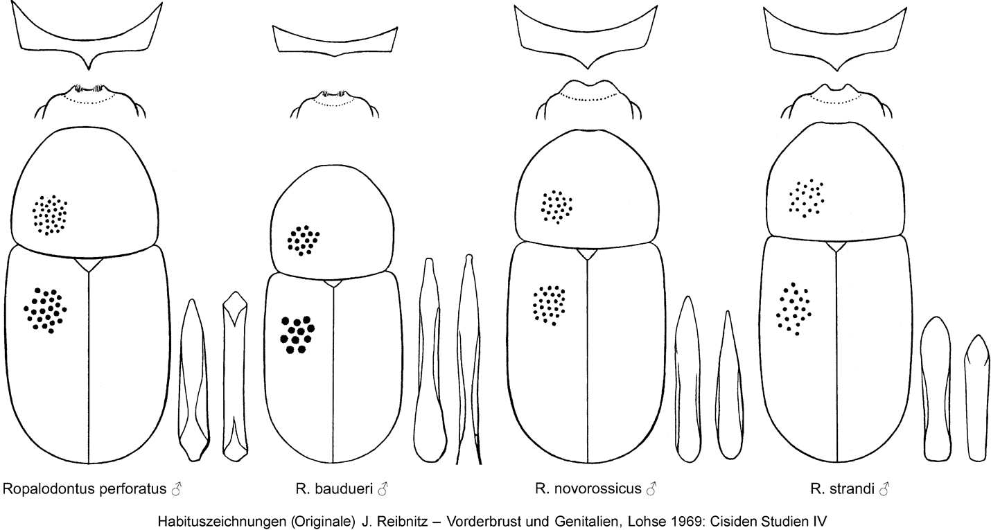 ropalodontus-4arten_rbn.gif