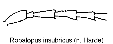 ropalopus_insubricus_f.gif