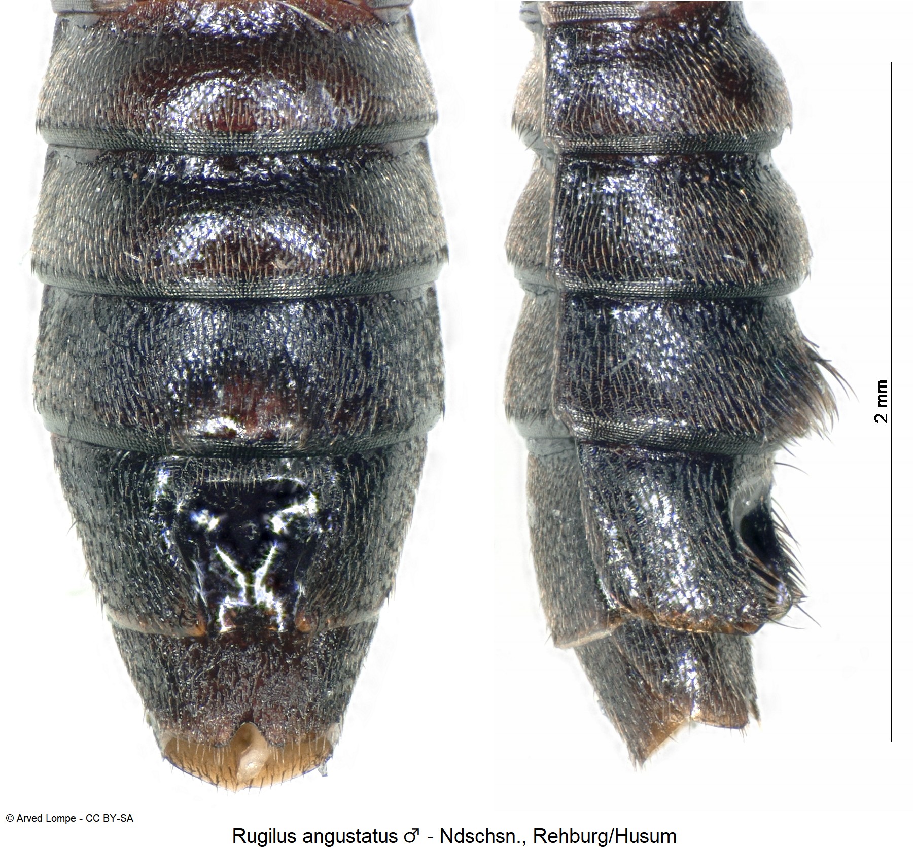 rugilus_angustatus_m_ck18476_hlb.jpg