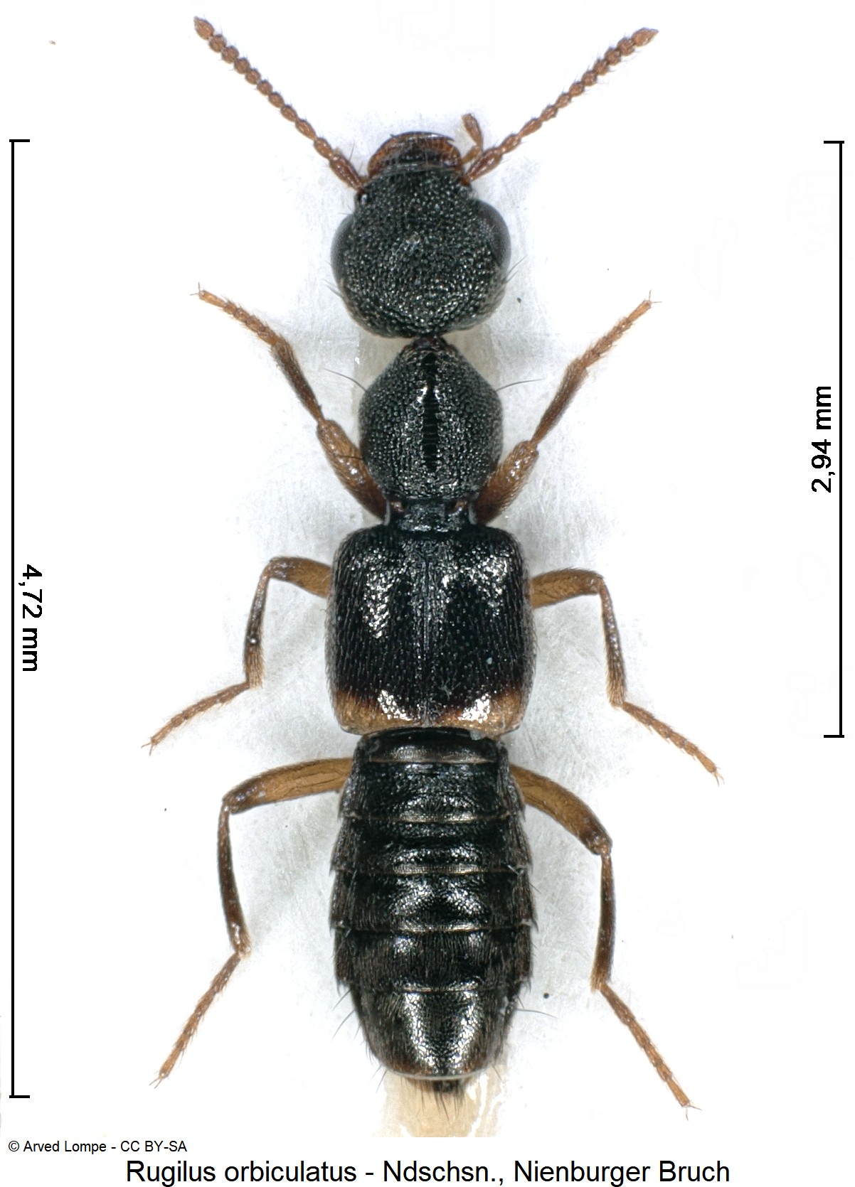 rugilus_orbiculatus_ck20501_hab.jpg