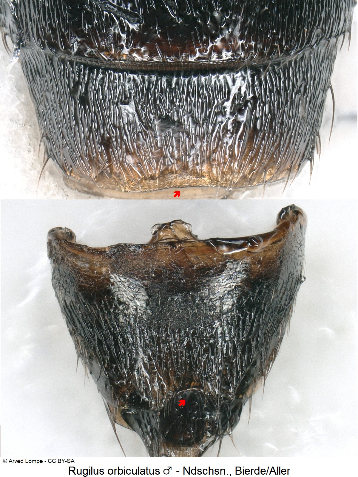 rugilus_orbiculatus_m_abd.jpg