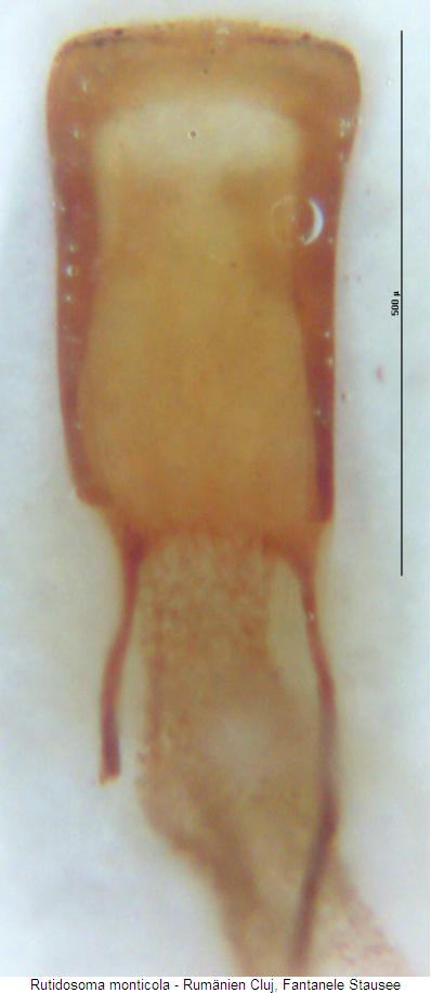 rutidosoma_monticola.jpg