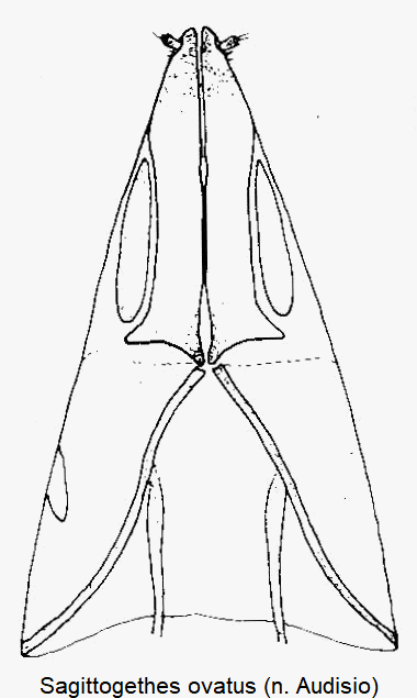 sagittogethes_ovatus_ovi.gif
