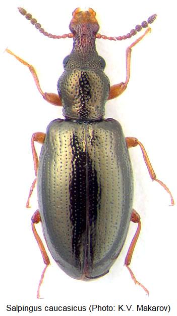 salpingus_caucasicus_hab.jpg