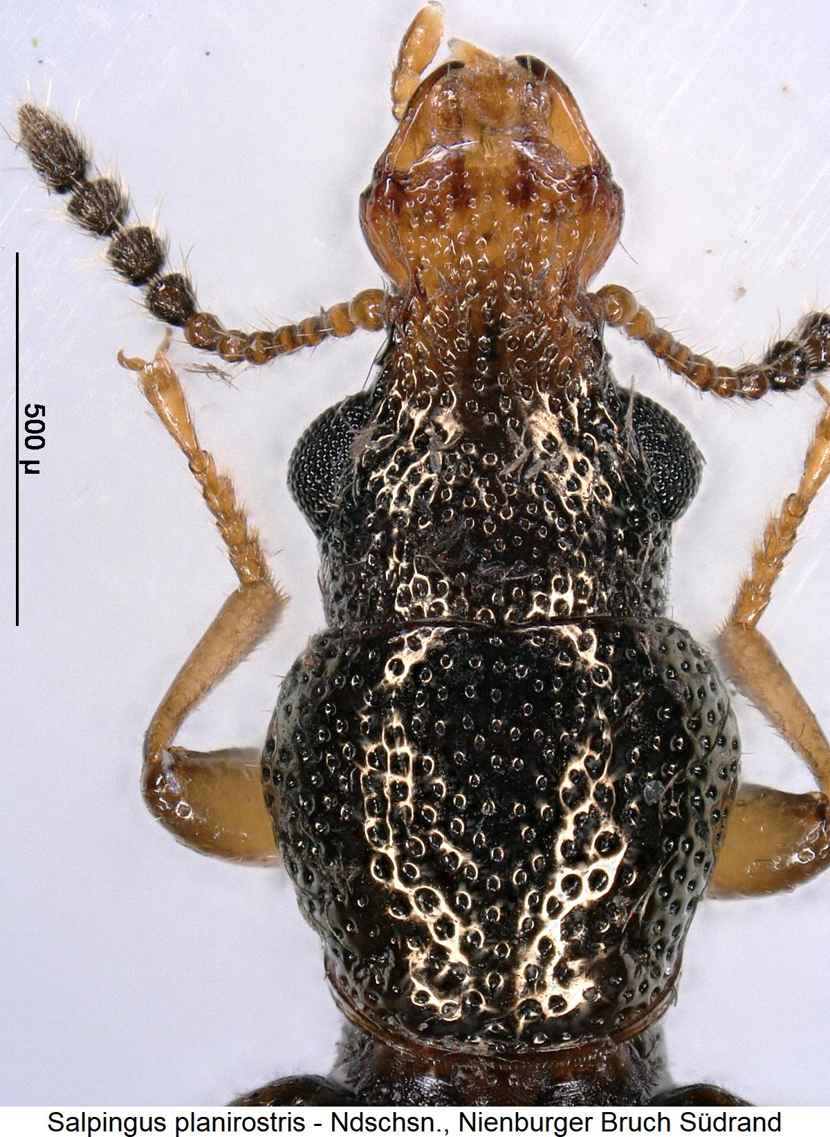 salpingus_planirostris_vk.jpg