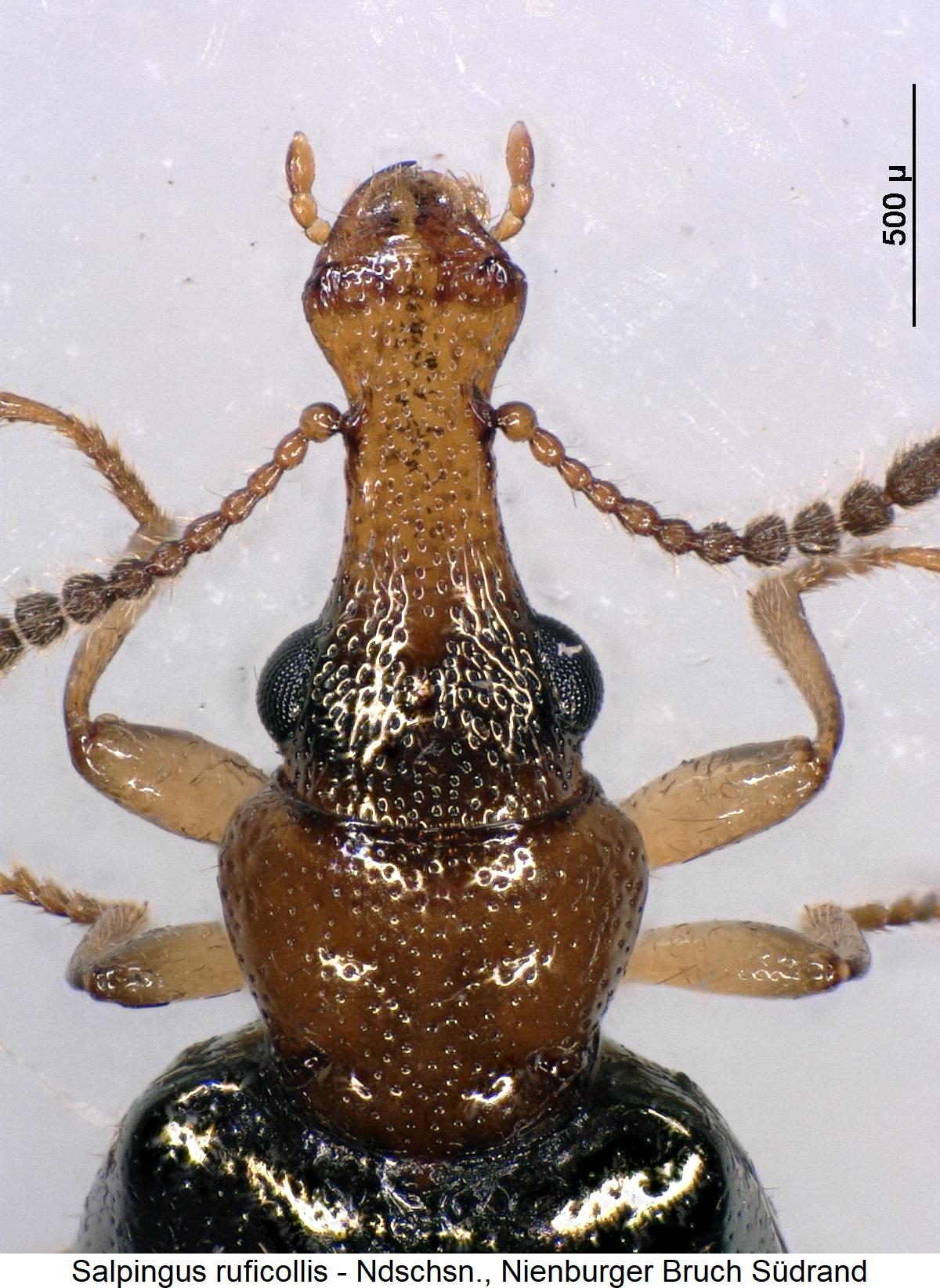 salpingus_ruficollis_vk.jpg