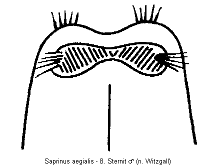 saprinus_aegialis_sternit.gif