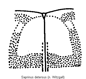 saprinus_detersus_fld.gif