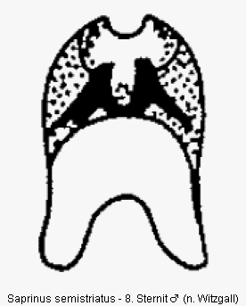 saprinus_semistriatus_sternit.gif