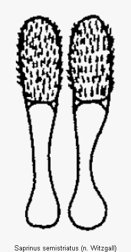 saprinus_semistriatus_vp.gif
