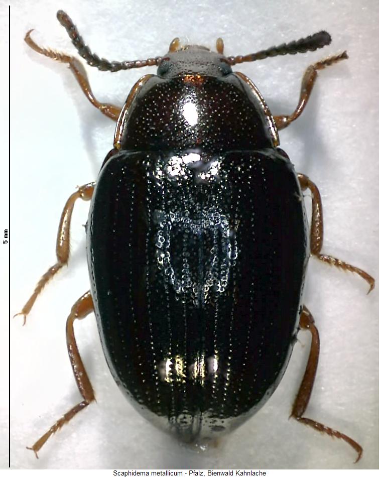 scaphidema_metallicum_hab.jpg