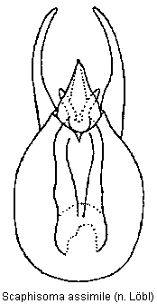 scaphisoma_assimile.gif