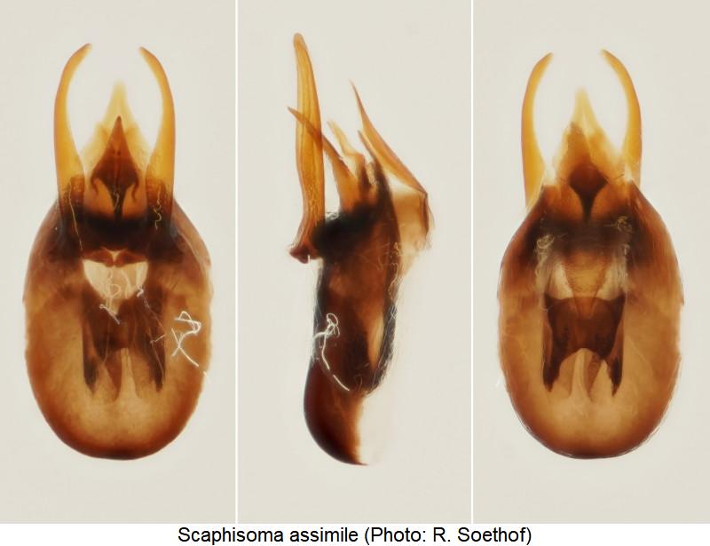 scaphisoma_assimile.jpg