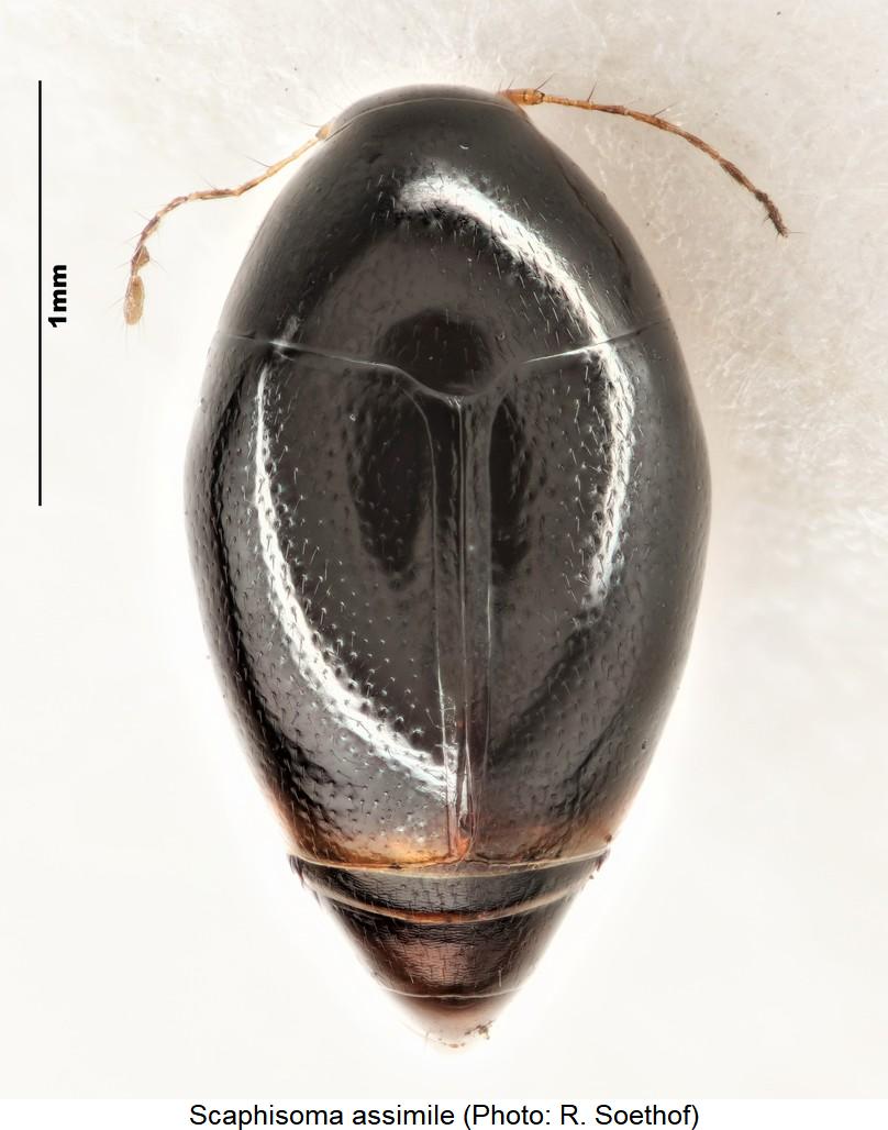 scaphisoma_assimile_hab1.jpg